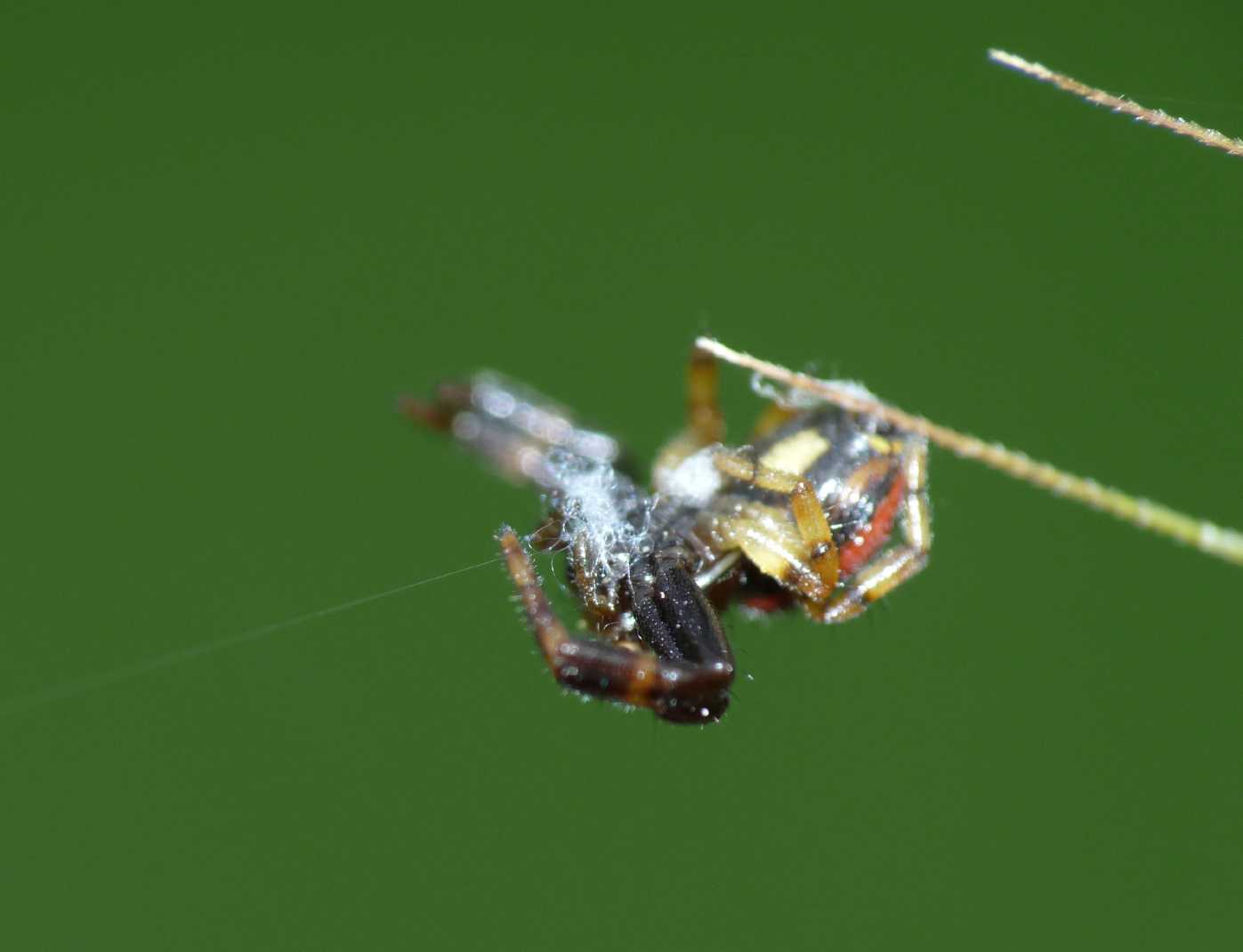 Synaema che cambia pianta
